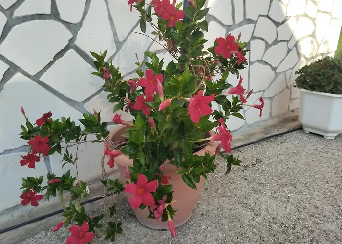 House With A Swimming Pool Grizane, Crikvenica - 22443 * Grižane